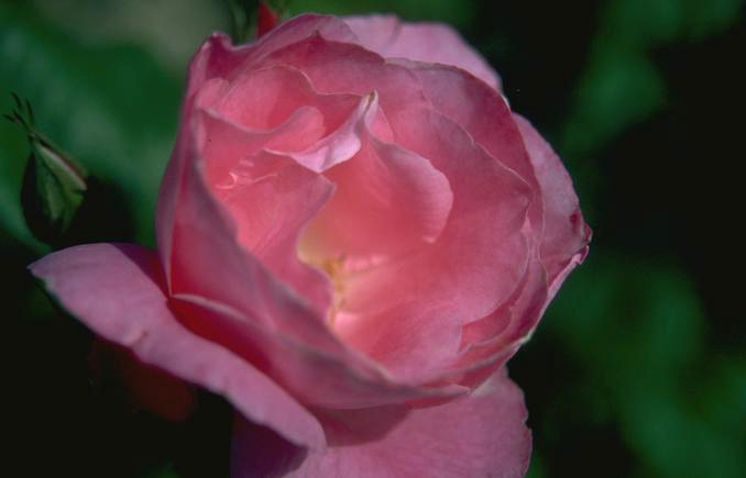 P098.JPG