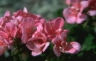 thm_P056.jpg