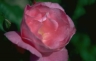 thm_P098.jpg
