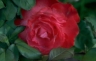 thm_PHOTO103.jpg